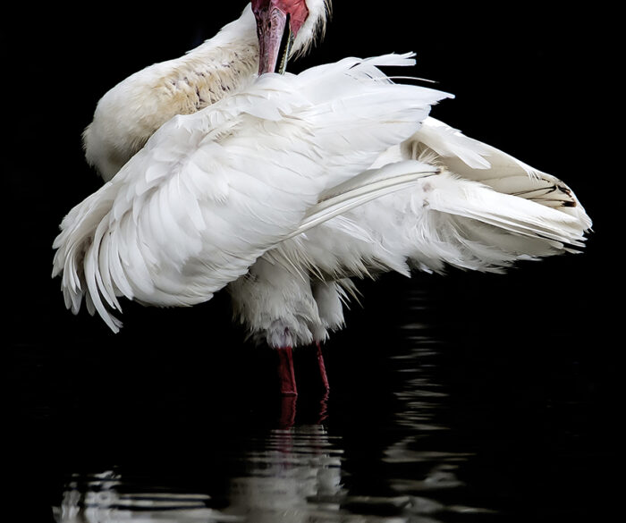 Spoonbill Ballet African Birdlife: African Spoonbill, by Tammy Harding.