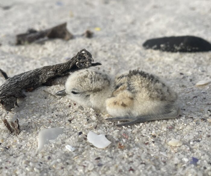 WFPlover chick 2609 White-fronted Plover chick