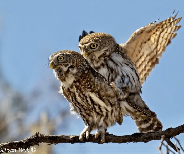 Witkoluile Paar Montrose_KOP_17082025_FCD5243 Owlets