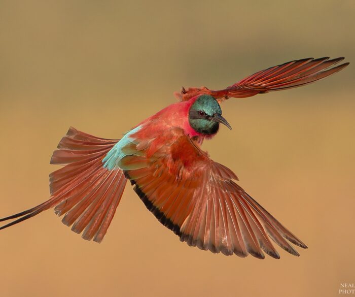 557639428_1146177947619506_6090927327546938189_n 6 October – Southern Carmine Bee-eater, by Neal Cooper.