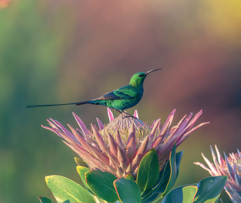 Calendar2 Malachite Sunbird