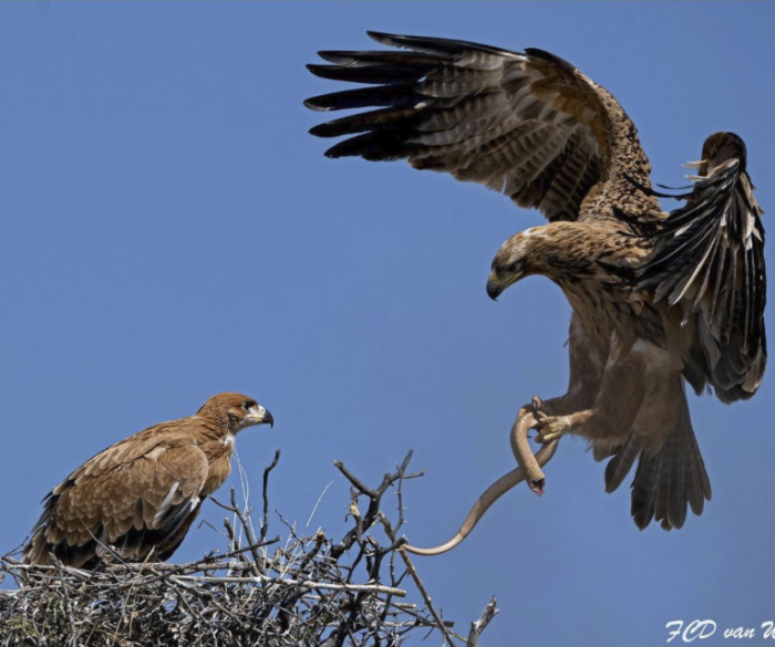FCD van Wyk tawny African Birdlife