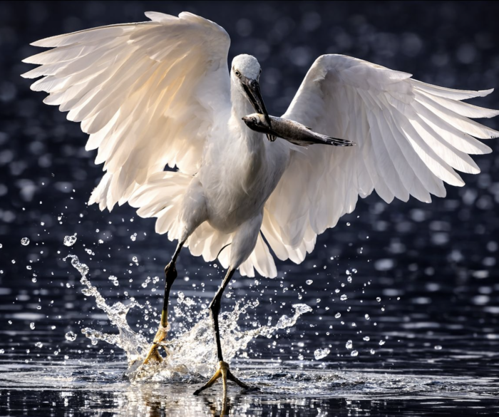 Gouadjelia Tarek Little Egret