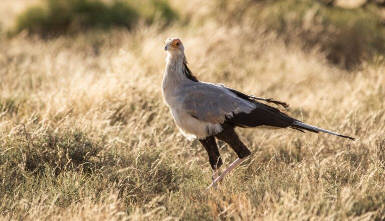 Secretary bird