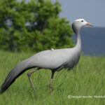 Blue Crane Blue Crane census