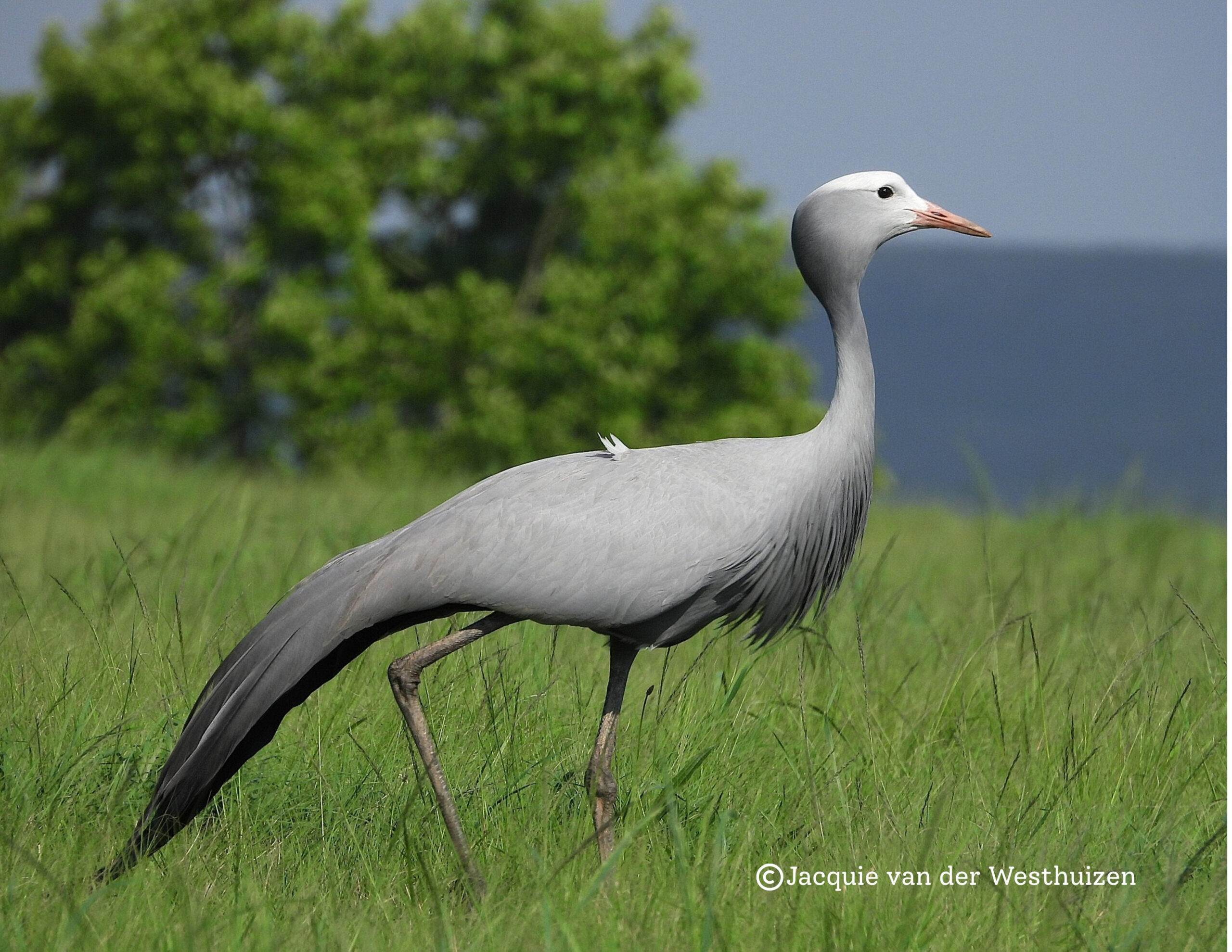 Blue Crane census
