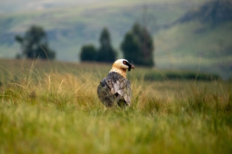 Credit_ Aden Brantchen-2 Mzimkulu Vulture Hide